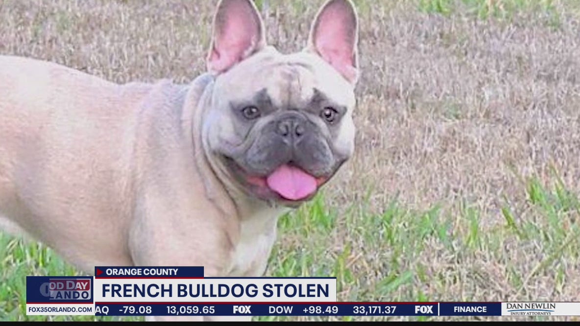 Orlando man whose French Bulldog named Bugsy was stolen at gunpoint talks to FOX 35